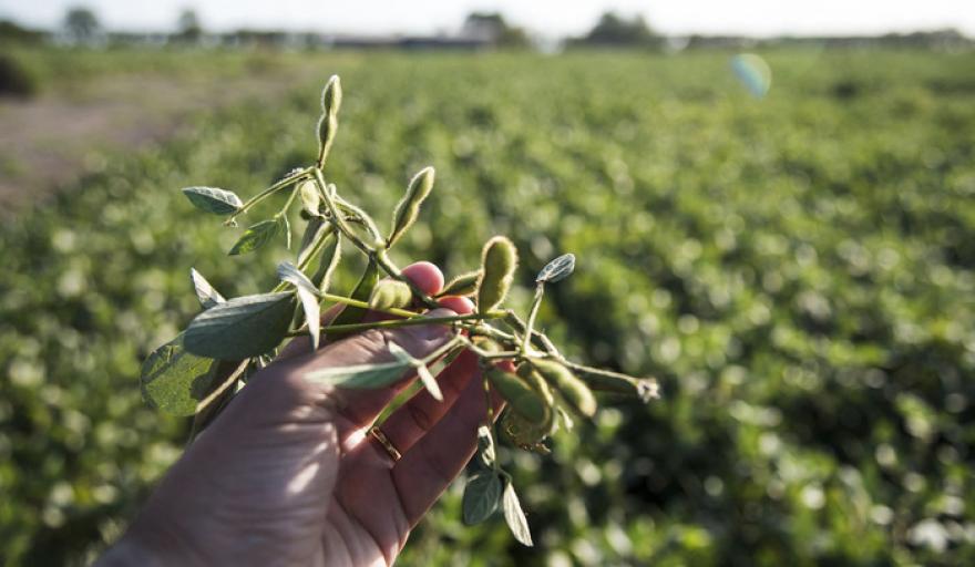 La titular de Federación Agraria celebró la baja de retenciones y pidió eliminarlas en tres años