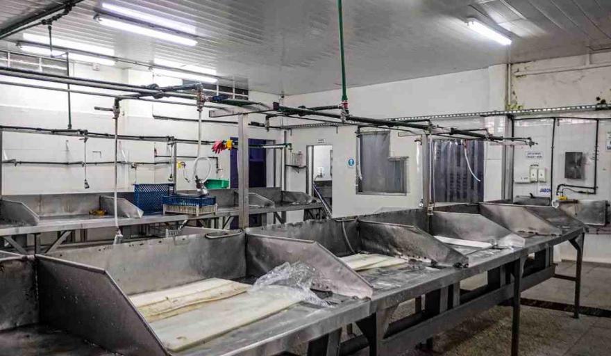 Profundiza el conflicto en Apolo Fish: despidos masivos y toma de planta en Mar del Plata