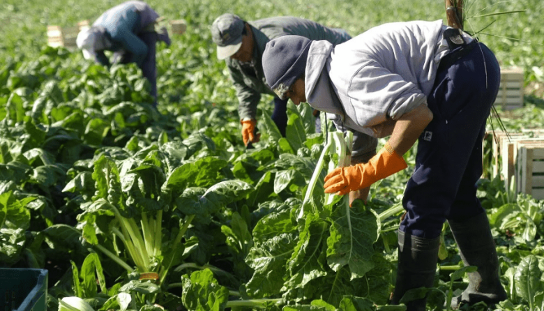 Explotaci&oacute;n rural en El Bols&oacute;n: la Justicia reconoci&oacute; despidos indirectos y orden&oacute; indemnizar a trabajadores
