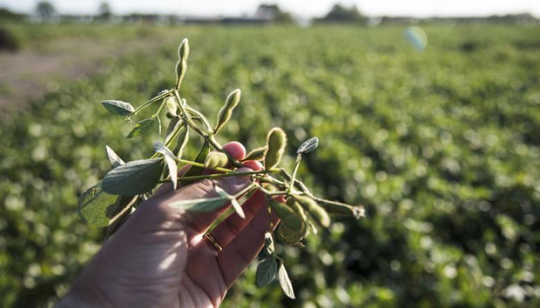 La titular de Federación Agraria celebró la baja de retenciones y pidió eliminarlas en tres años