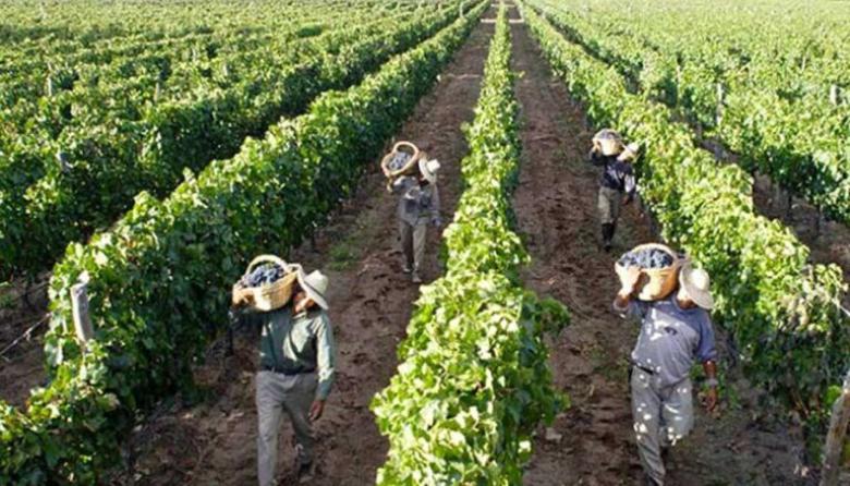 La crisis del consumo golpea a la vitivinicultura: ya son tres las bodegas con graves problemas financieros